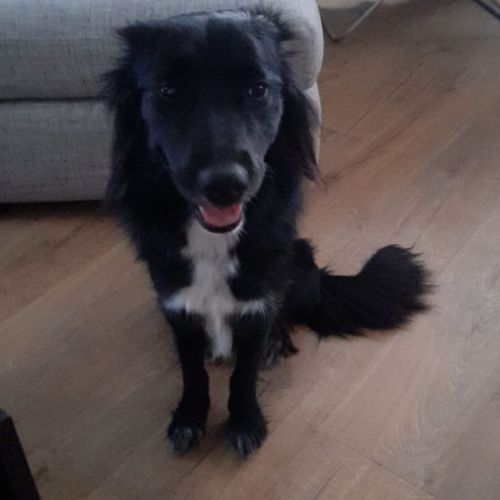 Bella border collie 3 ans #0