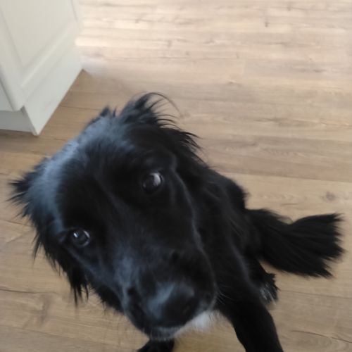 Bella border collie 3 ans #4
