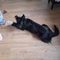 Bella border collie 3 ans #1
