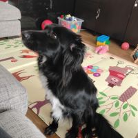 Bella border collie 3 ans #3