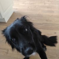 Bella border collie 3 ans #4