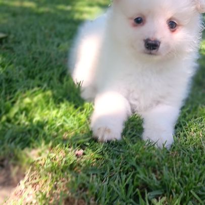 Chiot spitz #4