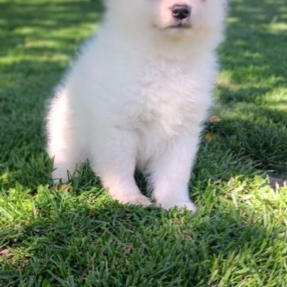 Chiot spitz #5