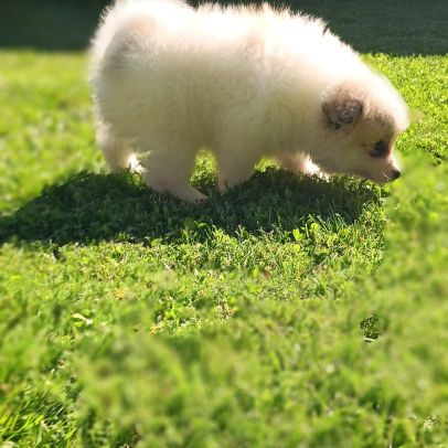 Chiot spitz #6
