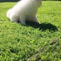Chiot spitz #2