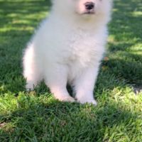 Chiot spitz #5