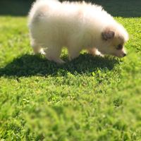 Chiot spitz #6