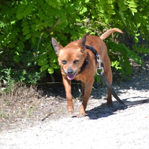 Pixie   un petit chien  adorable de 5,5 kg #1