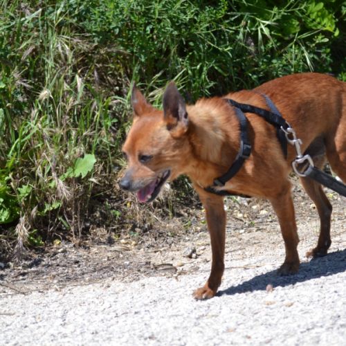 Pixie   un petit chien  adorable de 5,5 kg #2