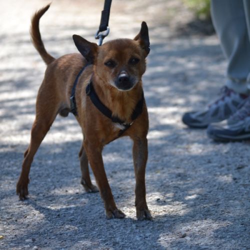 Pixie   un petit chien  adorable de 5,5 kg #3