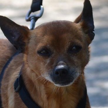 Pixie   un petit chien  adorable de 5,5 kg #0