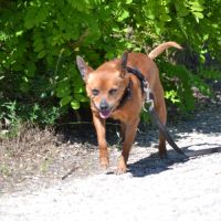 Pixie   un petit chien  adorable de 5,5 kg #1