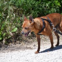 Pixie   un petit chien  adorable de 5,5 kg #2