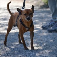 Pixie   un petit chien  adorable de 5,5 kg #3