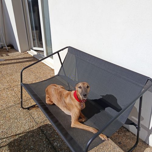 Don whippet femelle #1