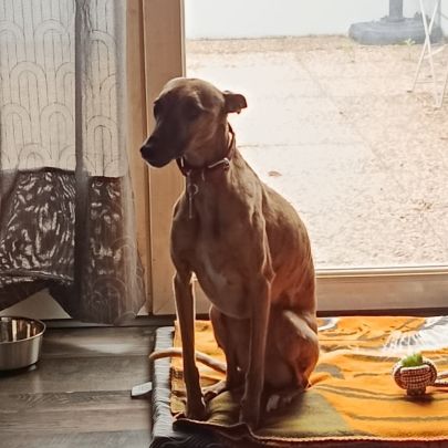 Don whippet femelle #2