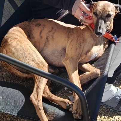 Don whippet femelle #0