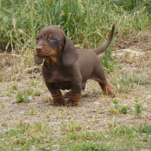 Chiot teckel nains #1