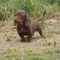 Chiot teckel nains #1