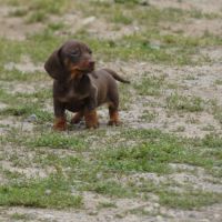 Chiot teckel nains #0