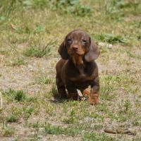 Chiot teckel nains #3
