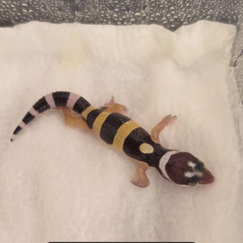 Gecko leopard a reserver #3