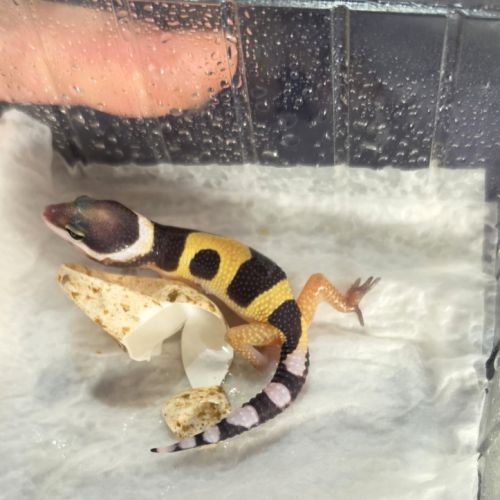 Gecko leopard a reserver #4