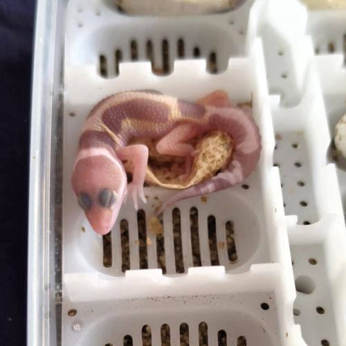 Gecko leopard a reserver #5