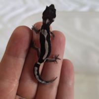 Gecko leopard a reserver #0
