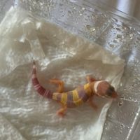Gecko leopard a reserver #2
