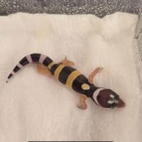 Gecko leopard a reserver #3