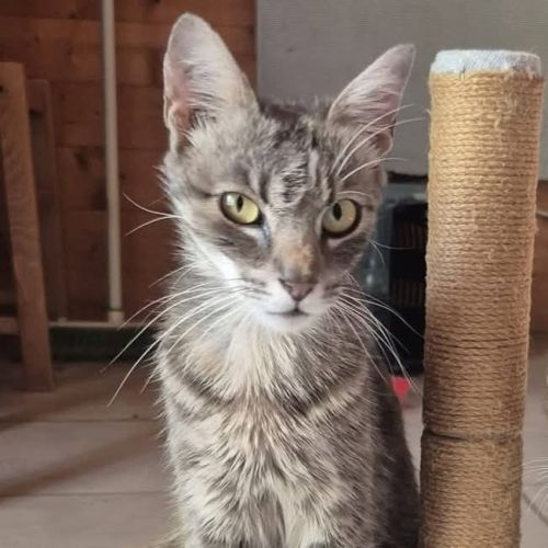 Chatte câline #0