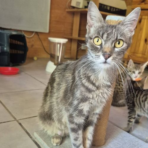 Chatte câline #2