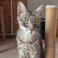 Chatte câline
