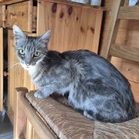 Chatte câline #3