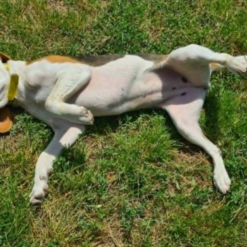 Alice femelle type beagle 8 mois #1