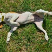 Alice femelle type beagle 8 mois #1