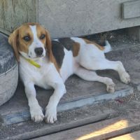 Alice femelle type beagle 8 mois #2