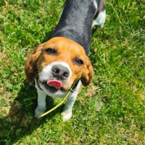 Aya femelle type beagle 8 mois #3
