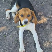 Aya femelle type beagle 8 mois #1