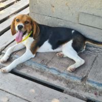 Aya femelle type beagle 8 mois
