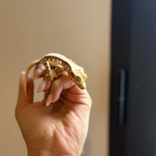 Gecko à crête