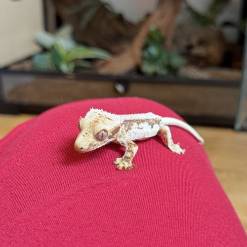Gecko à crête #3