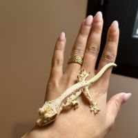 Gecko à crête #2