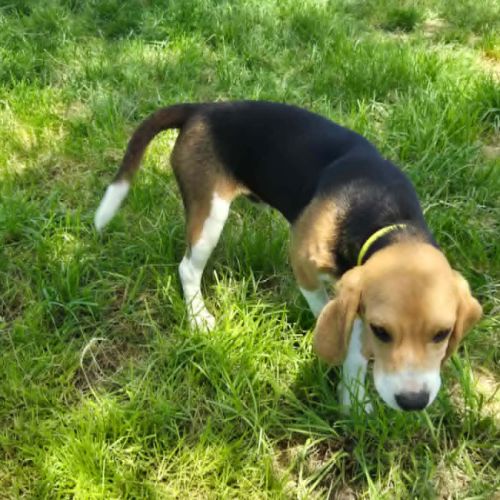 Aribo mâle type beagle 8 mois #1