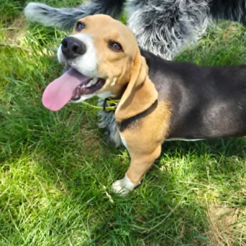 Aribo mâle type beagle 8 mois #2