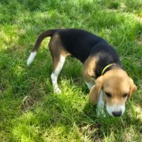 Aribo mâle type beagle 8 mois #1