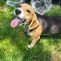 Aribo mâle type beagle 8 mois #2