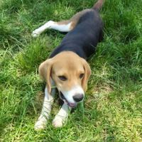 Aribo mâle type beagle 8 mois