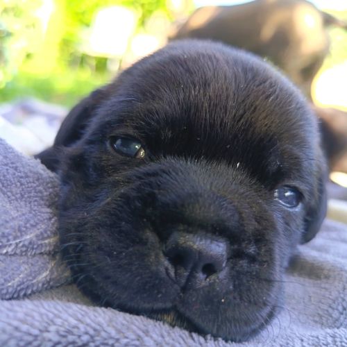 Staffordshire bull terrier #0